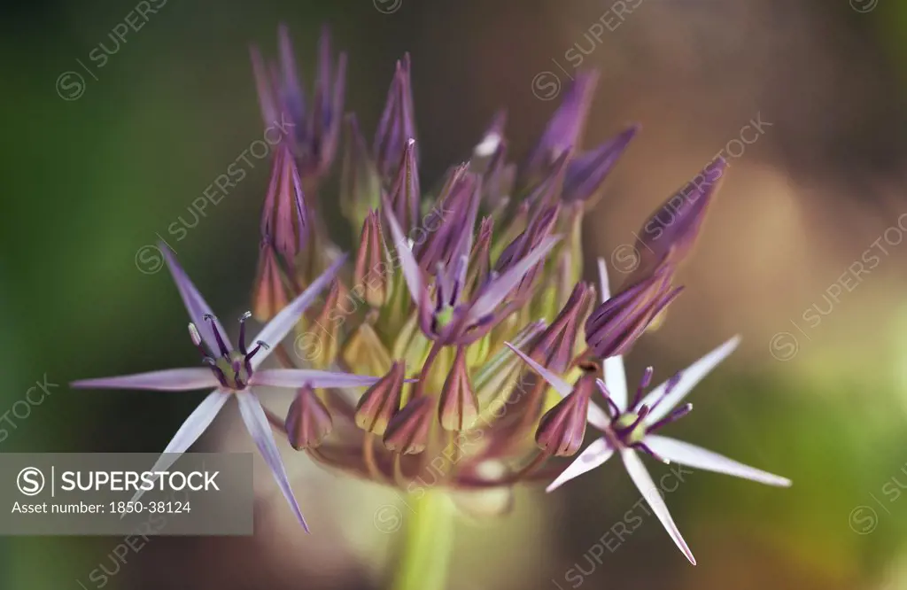 Allium cristophii, Allium