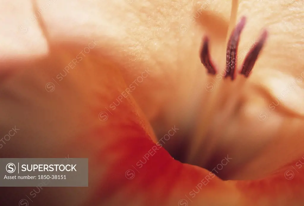Gladiolus 'Jo Ann', Gladiolus