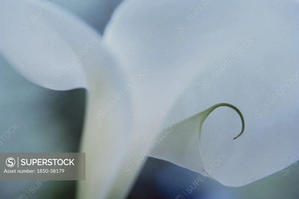 Zantedeschia aethiopica, Lily, Arum lily, Calla lily