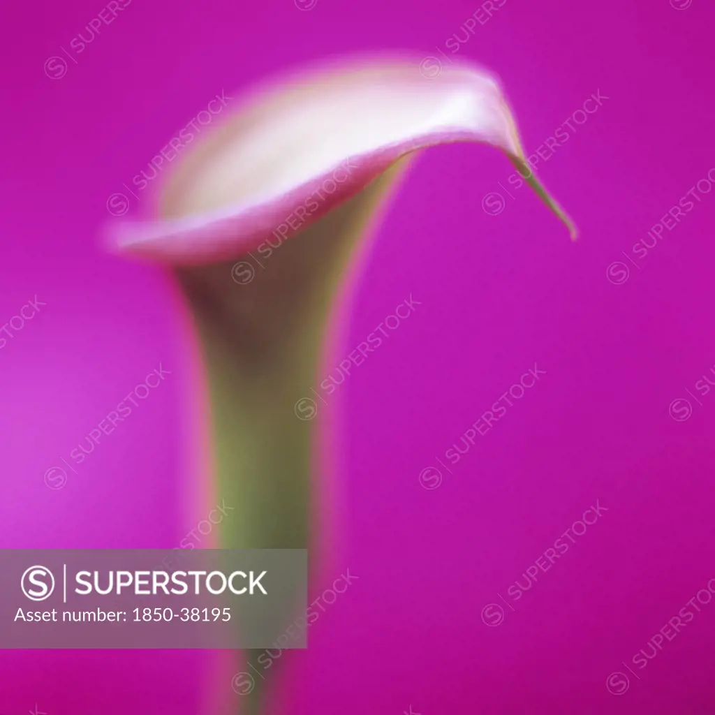 Arum, Lily, Arum lily, Calla lily
