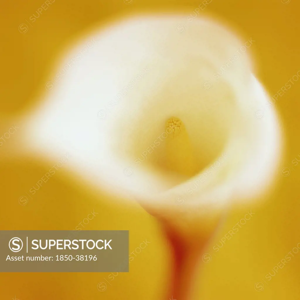 Arum, Lily, Arum lily, Calla lily