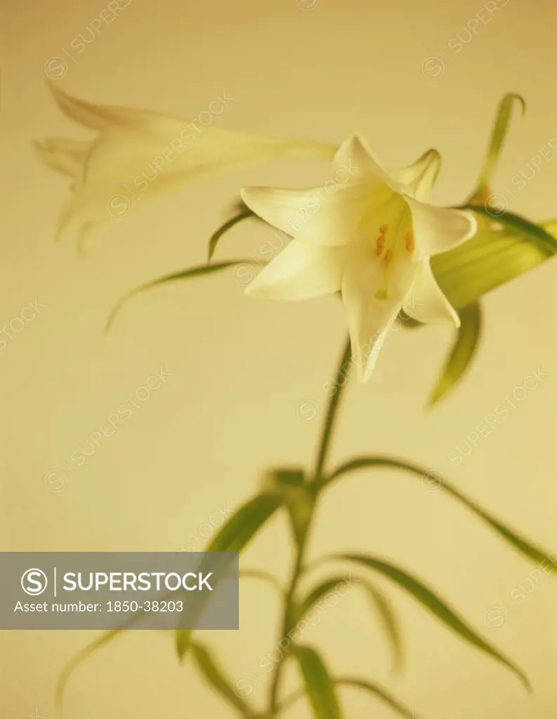 Longiflorum 'White Europe', Lily, Easter lily
