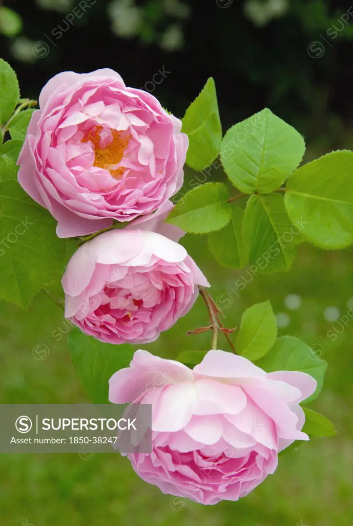 Rosa 'Constance Spry', Rose