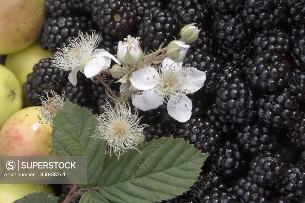 Rubus, Blackberry