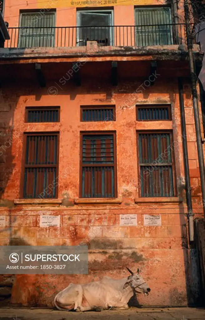 India, Uttar Pradesh, Varanasi , 'Sacred Cow Lying Beside Crumbling, Red Plaster Wall Of Building In Morning Sunlight.'
