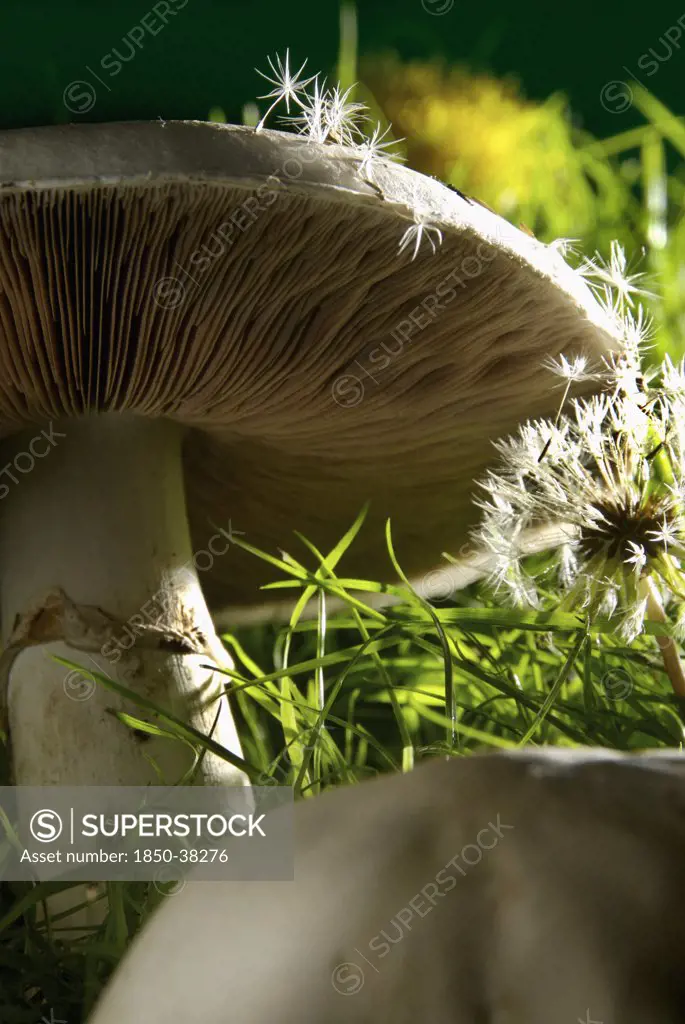Agaricus campestris, Mushroom, Meadow