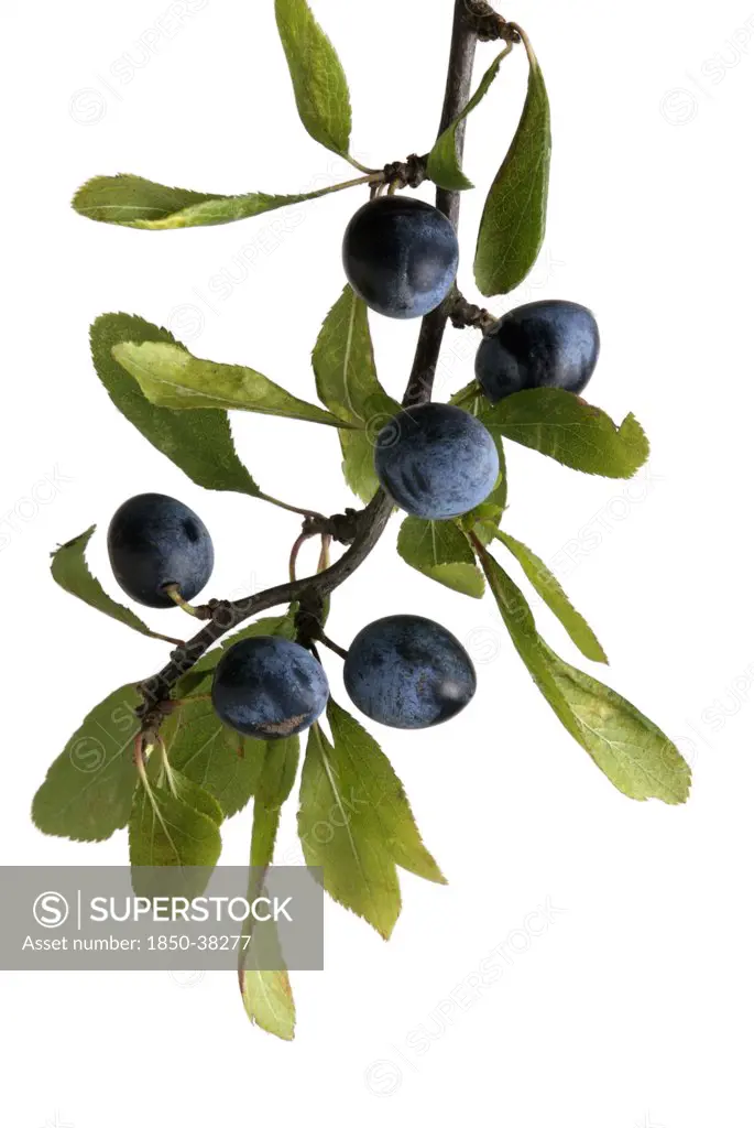Prunus spinosa, Blackthorn, Sloe
