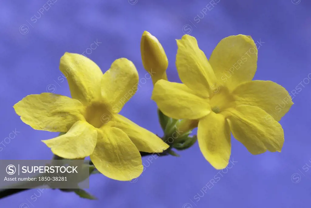Jasminum nudiflorum, Jasmine, Winter flowering jasmine