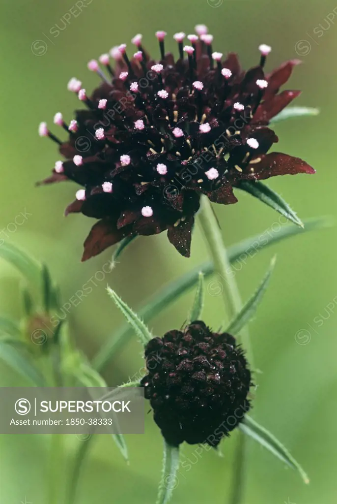 Scabiosa atropurpurea 'Chile Black', Scabious