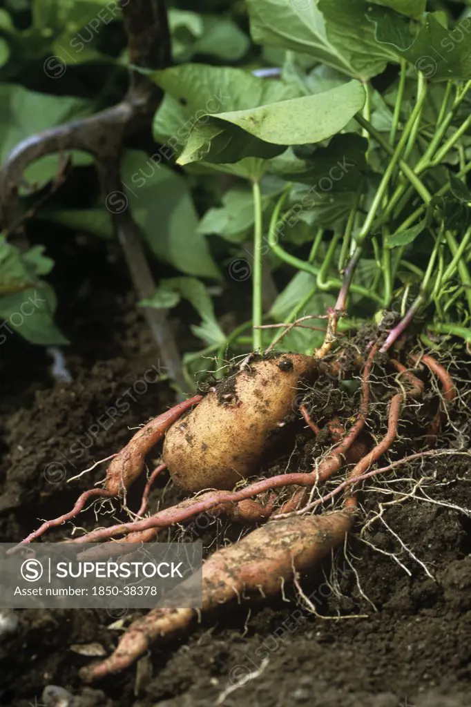 Ipomoea batatas 'Beuregard', Sweet potato