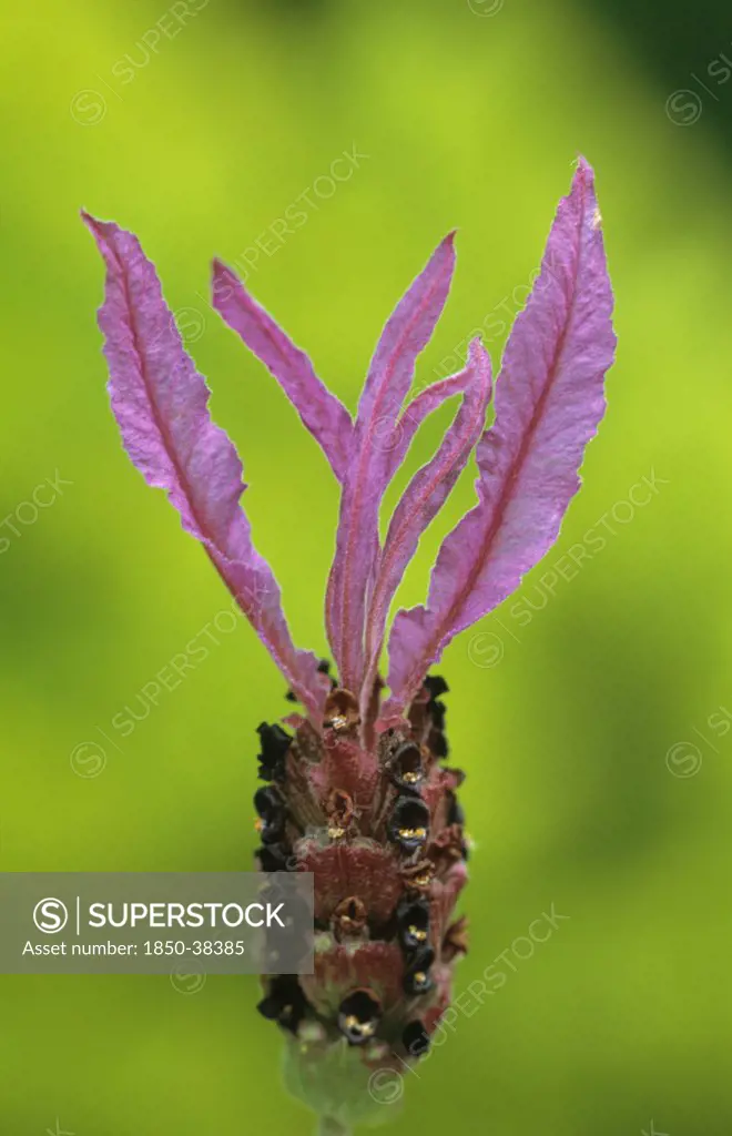 Lavandula stoechas sub sp pedunculata, Lavender, French lavender