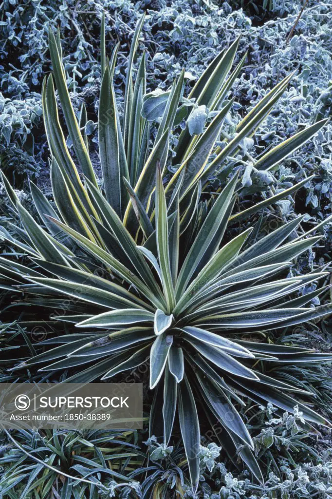 Yucca gloriosa variegata, Yucca