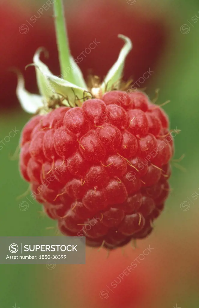 Rubus idaeus, Raspberry