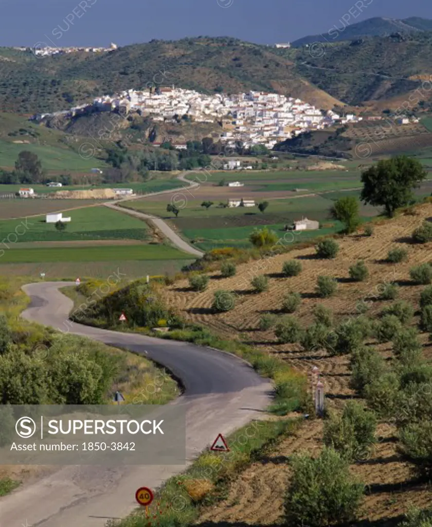 Spain, Andalucia, Malaga Province, 'North Ronda, Olives & Farmfields With Road Leads To White Village '