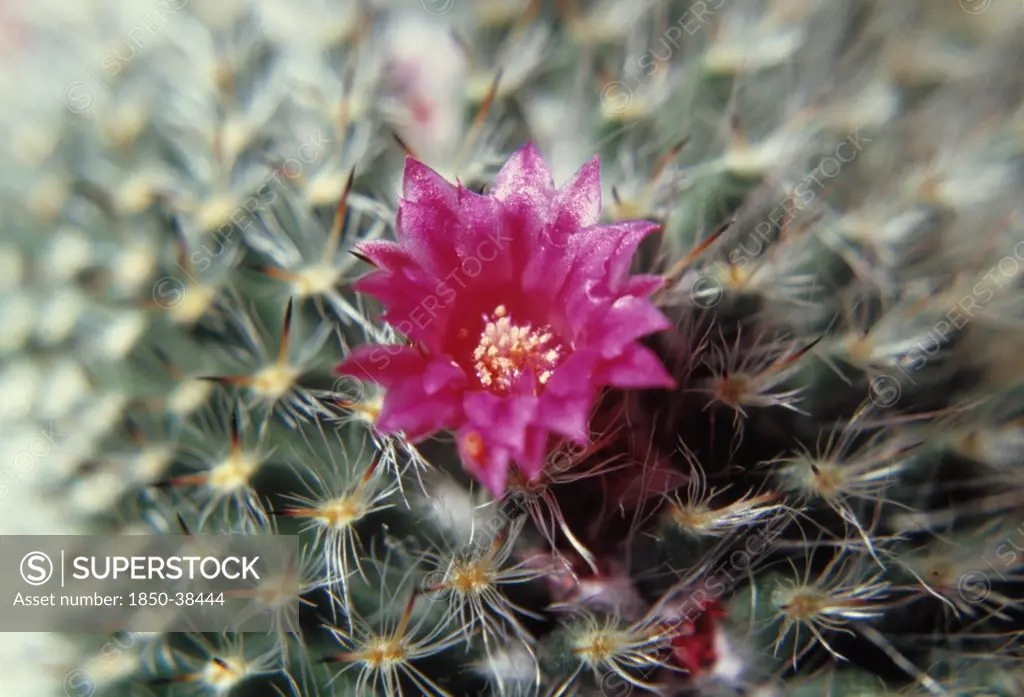 Mammillaria, Cactus, Pincushion cactus