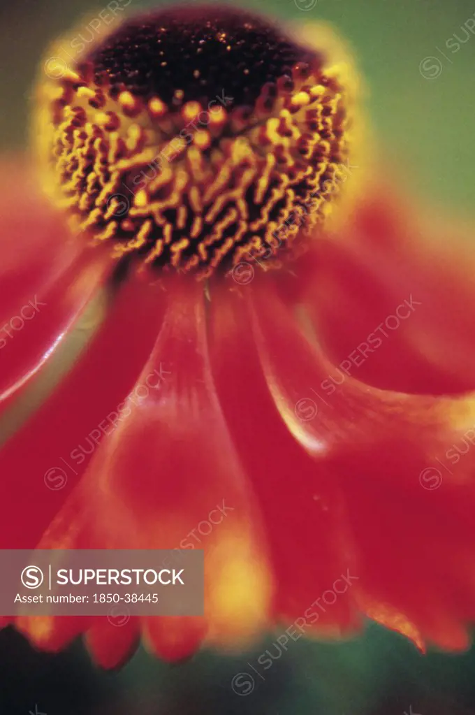 Helenium 'Moerheim Beauty', Helen's flower, Sneezeweed