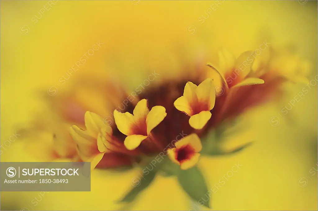 Gaillardia, Blanket flower