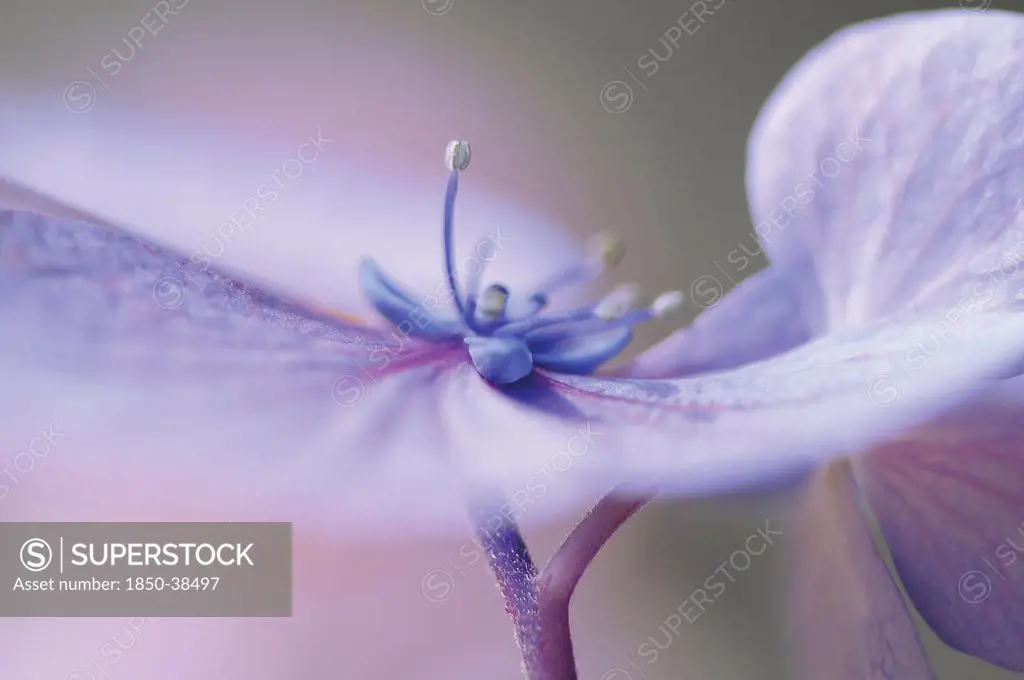 Hydrangea macrophylla 'Blue Wave', Hydrangea