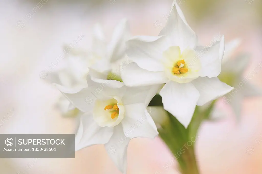 Narcissus 'Jonquilla', Daffodil