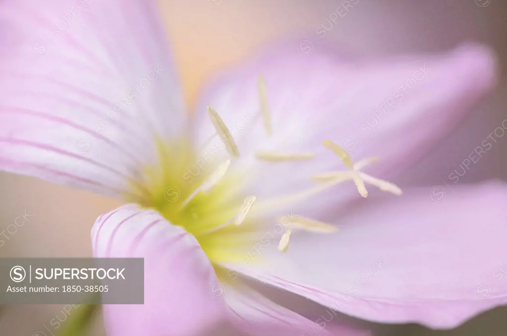 Oenothera speciosa 'Rosa', Evening primrose