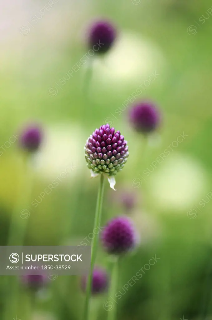Allium sphaerocephalon, Allium