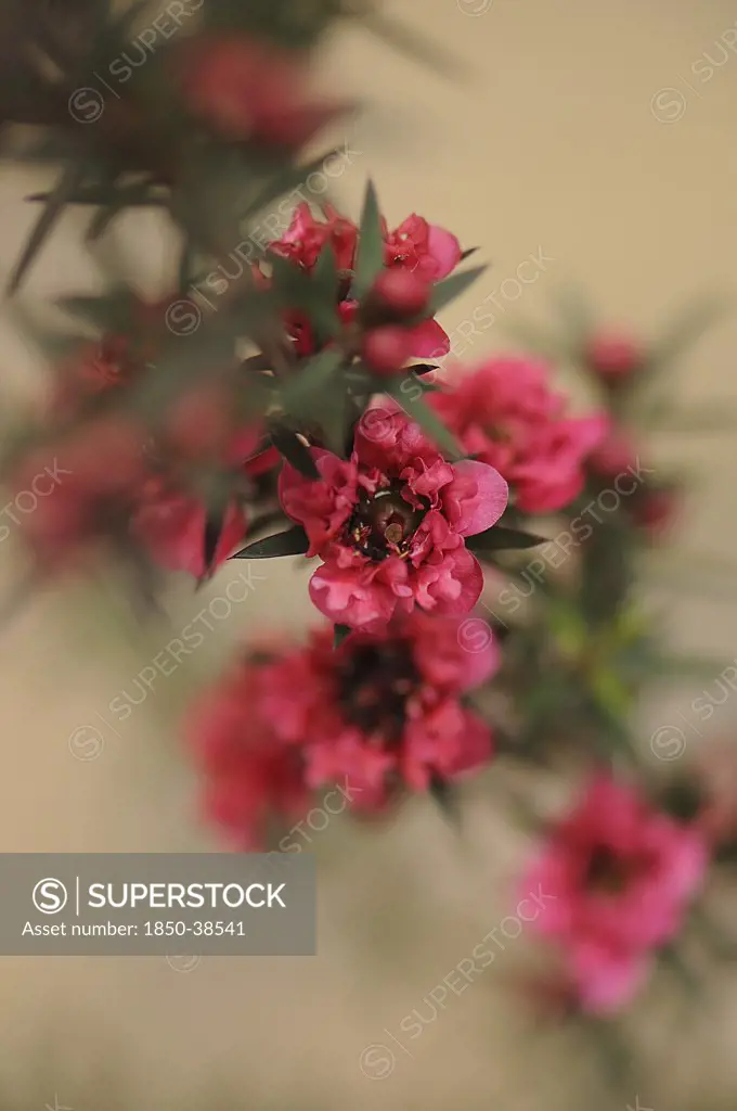 Leptospermum 'Crimson Glory, Tea tree