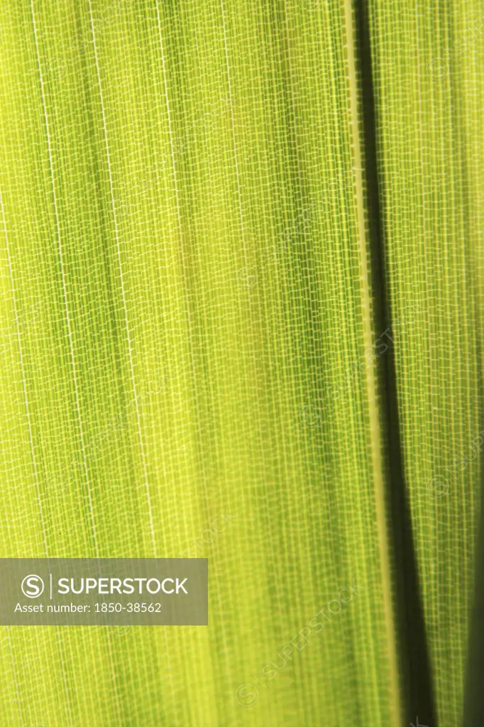 Pseudosasa japonica, Bamboo