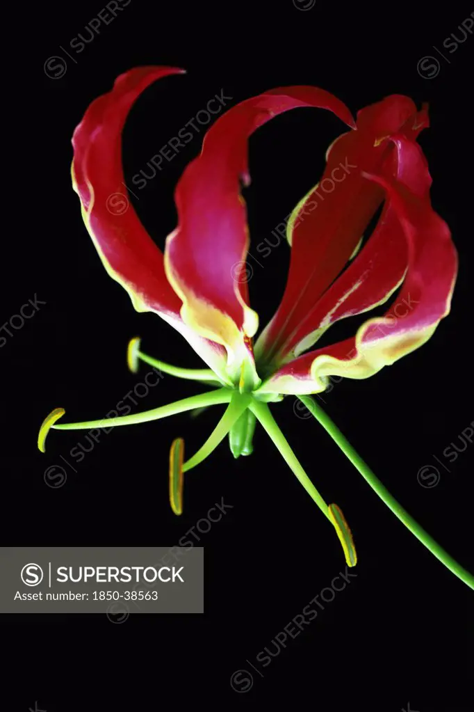 Gloriosa superba 'Rothschildiana', Gloriosa lily
