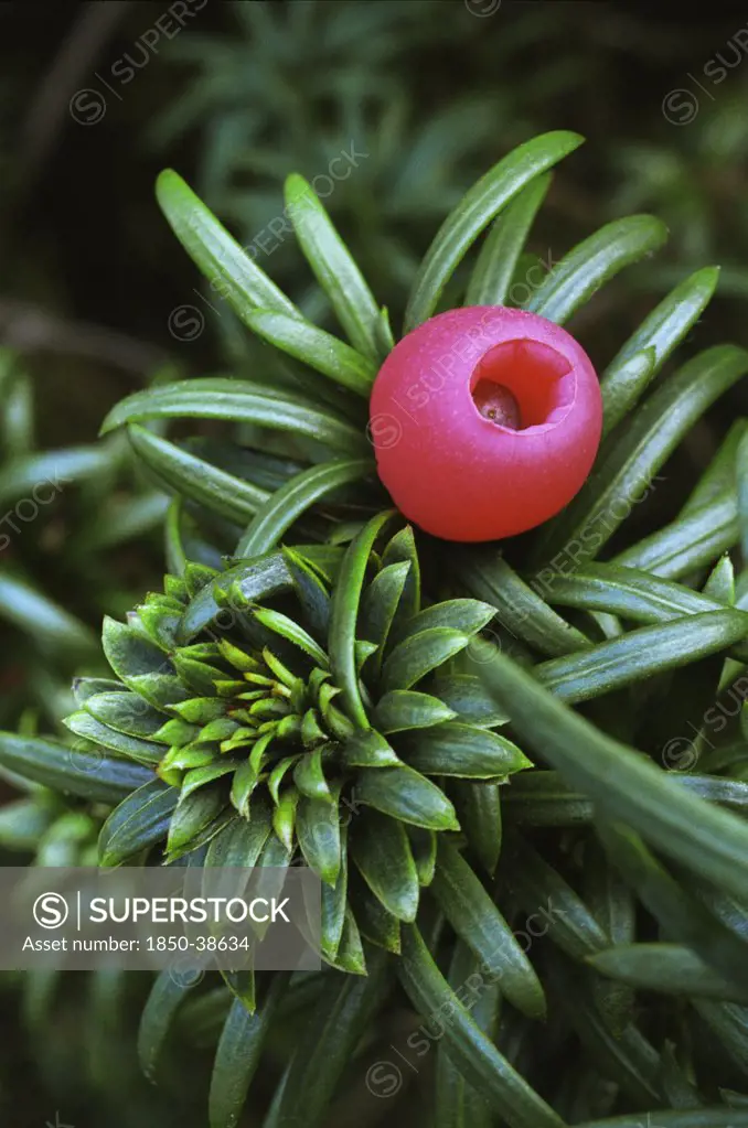 Taxus baccata, Yew