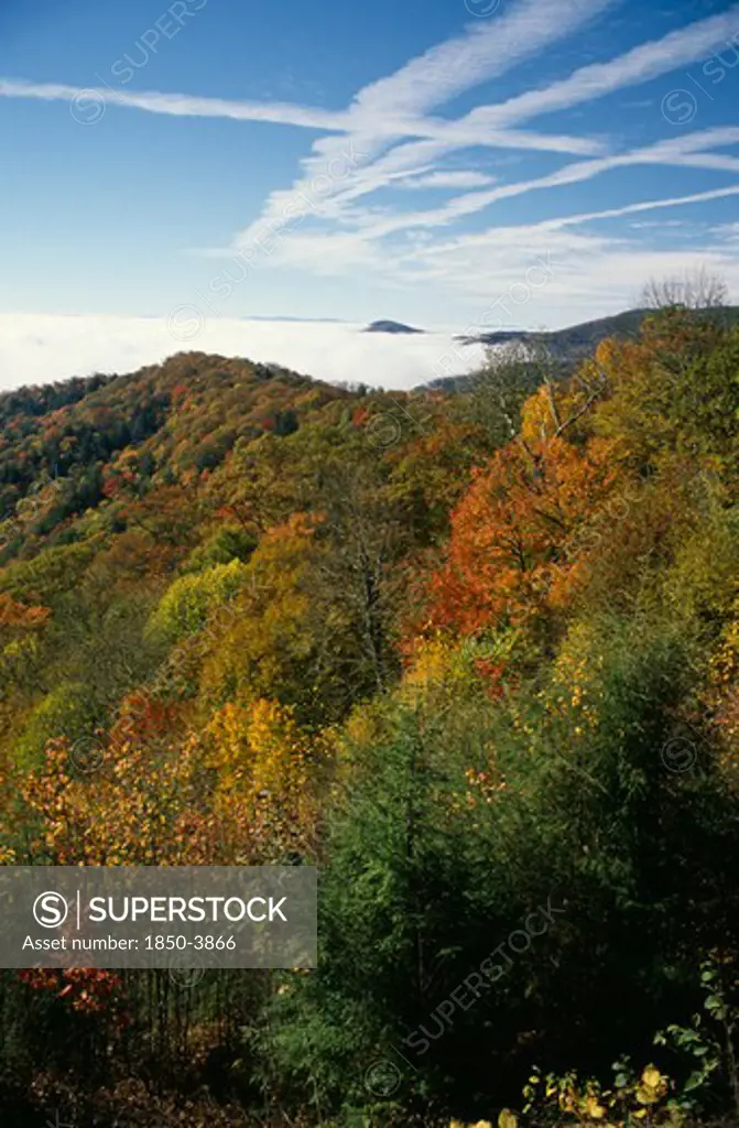 Usa, North Carolina, Smoky Mountain , Great Smoky Mountain National Park. Tress In Autumn Colours.