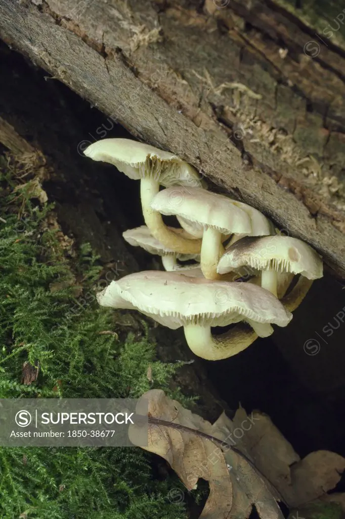 Fungi, Fungi