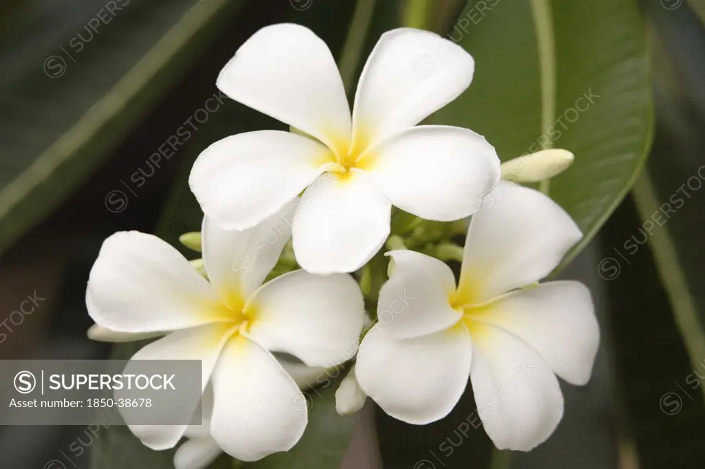 Plumeria Alba, Frangipani, West Indian Jasmine, Monoi