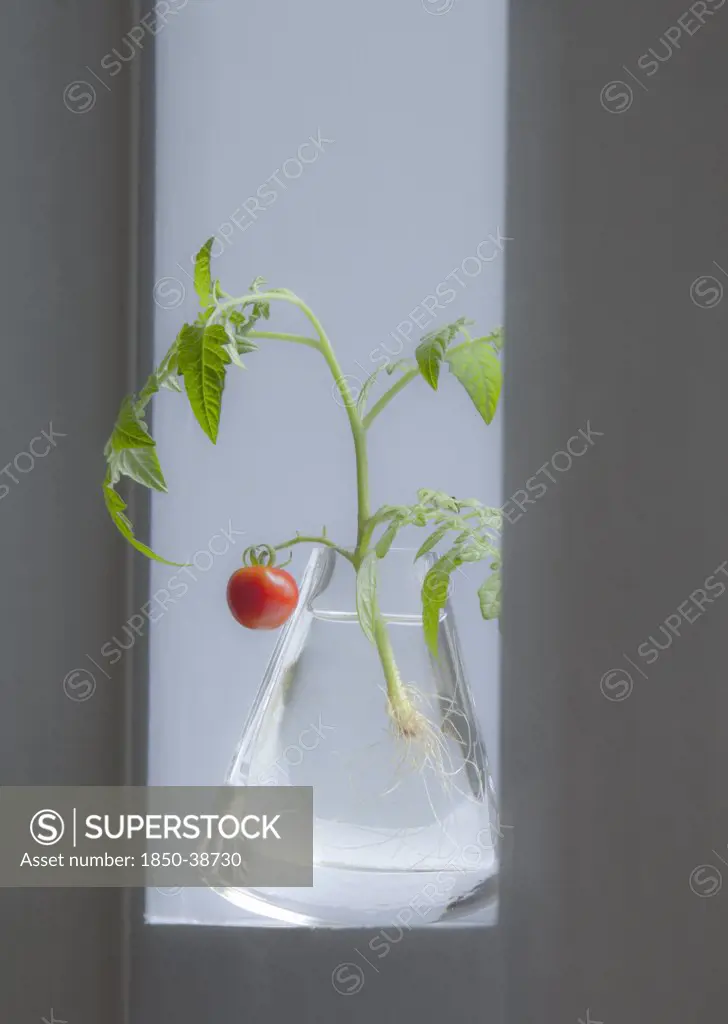 Lycopersicon esculentum 'Gardeners Delight', Tomato