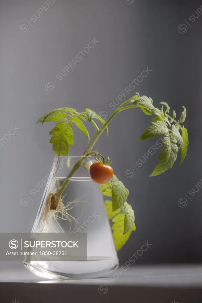 Lycopersicon esculentum 'Gardeners Delight', Tomato