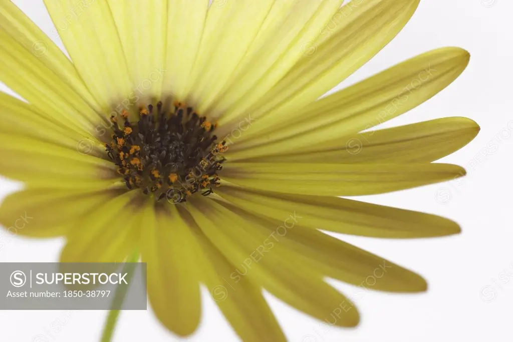 Osteospermum buttermilk, Osteospermum