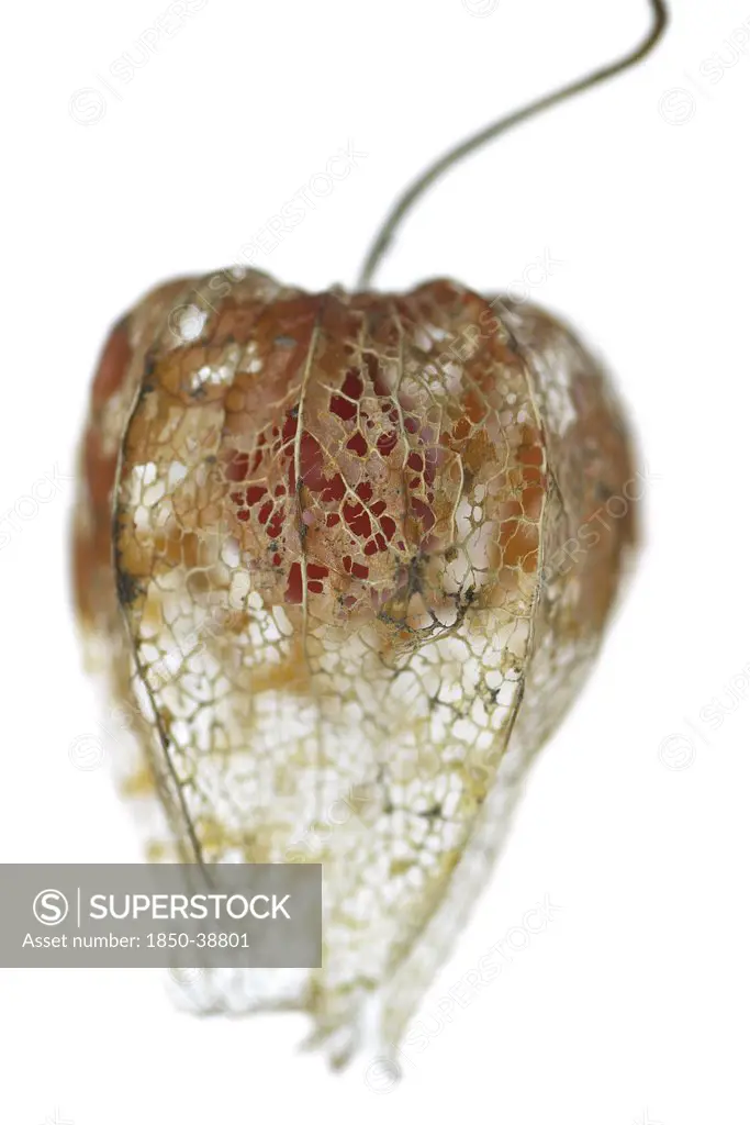 Physalis alkekengi, Chinese lantern, gooseberry