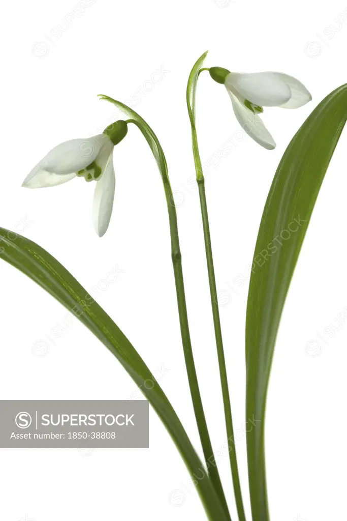 Galanthus woronowii, Snowdrop