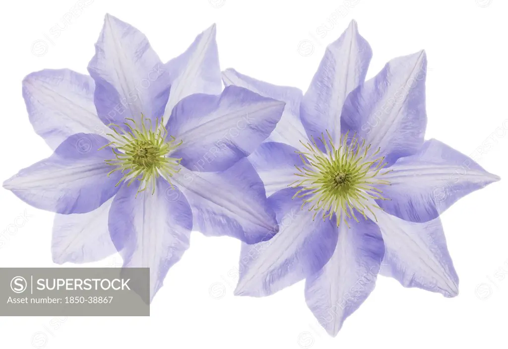 Clematis 'Cezanne', Clematis