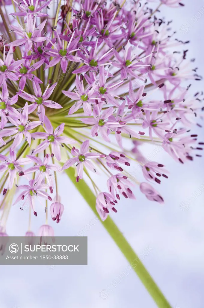 Allium Hollandicum 'Purple sensation', Allium