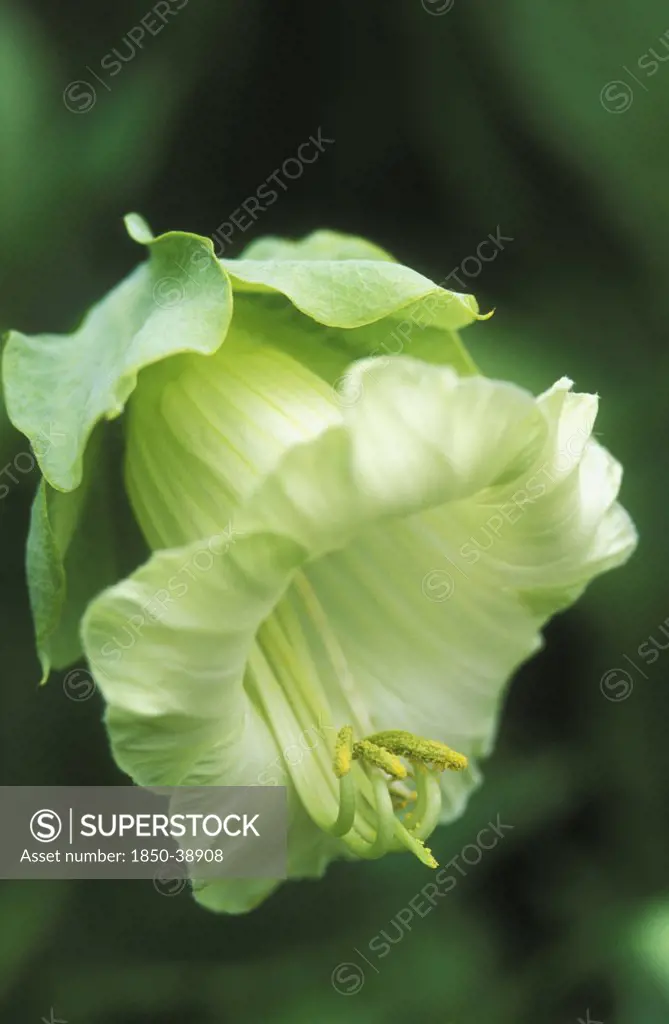 Cobaea scandens, Cup and saucer