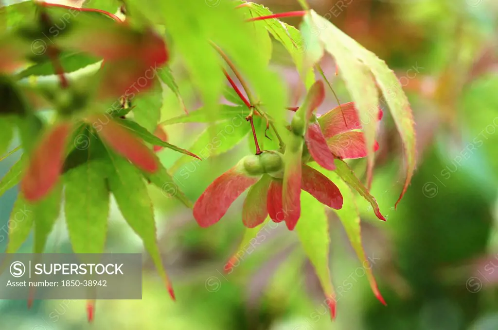 Acer palmatum, Japanese maple