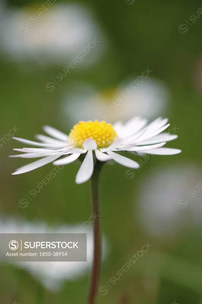 Bellis perennis, Daisy, Lawn daisy