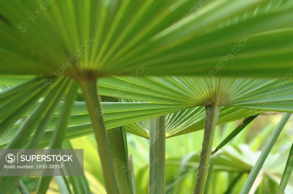Palm, Fan palm