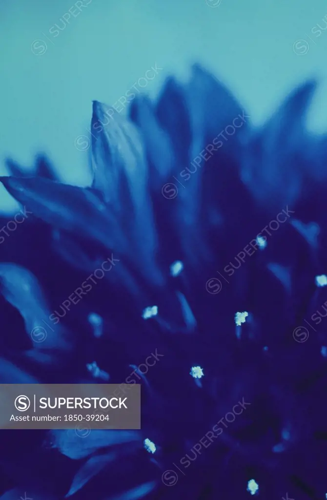 Centaurea cyanus, Cornflower