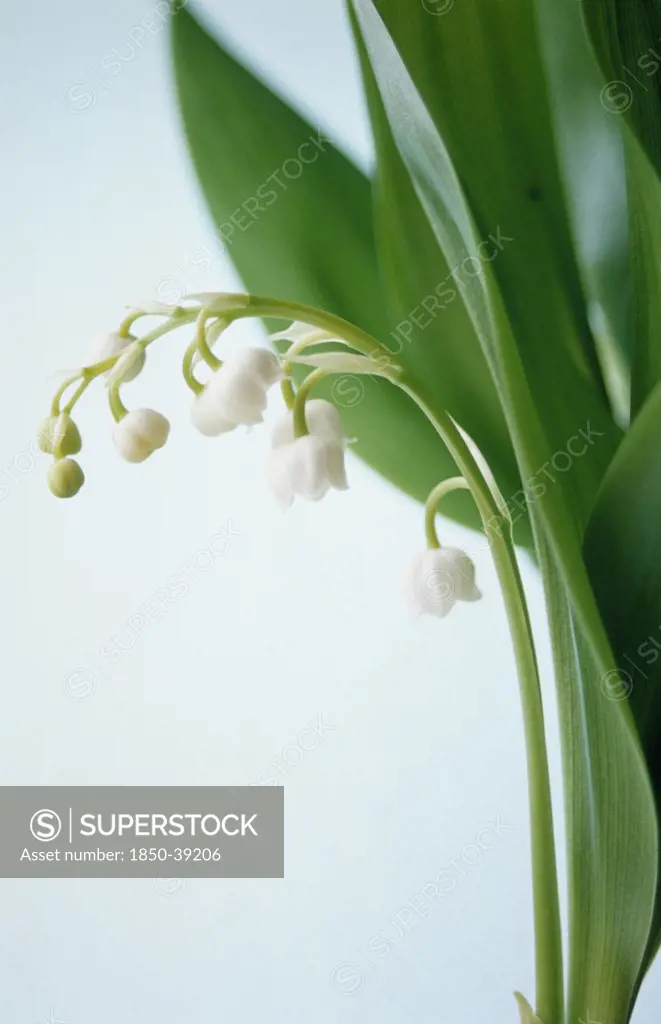 Convallaria majalis, Lily-of-the-valley