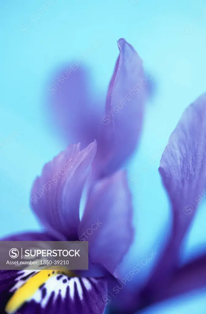 Iris reticulata 'Harmony', Iris
