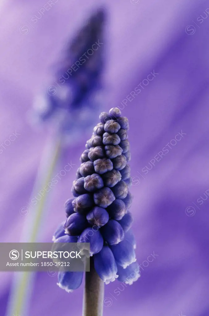 Muscari, Grape hyacinth