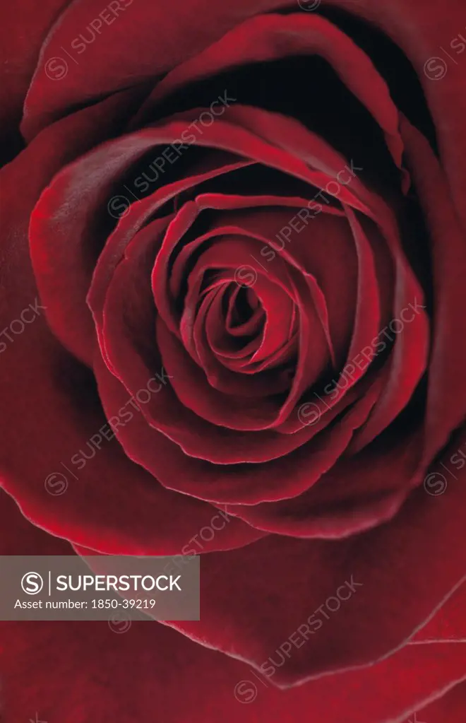 Rosa 'Black baccara', Rose