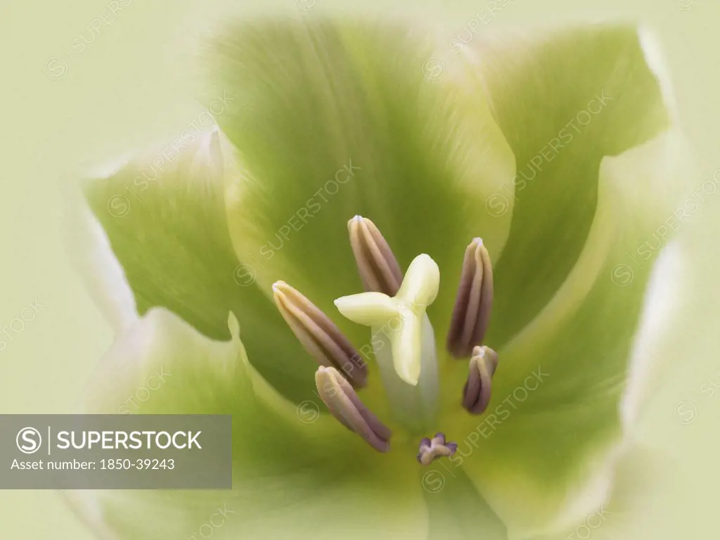 Tulipa 'Spring green', Tulip