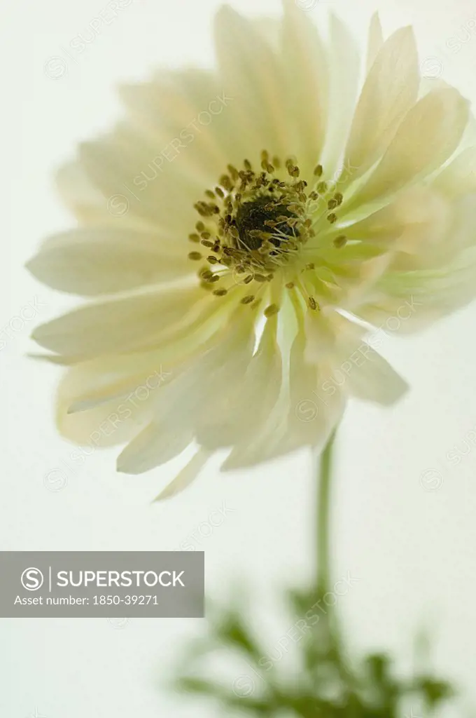 Anemone coronaria 'Mount everest', Anemone